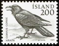 Common raven corvus corax